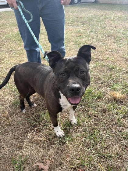 Enlarge Priscilla, a Adoptable mixed breed in Clayton, GA image 1/2