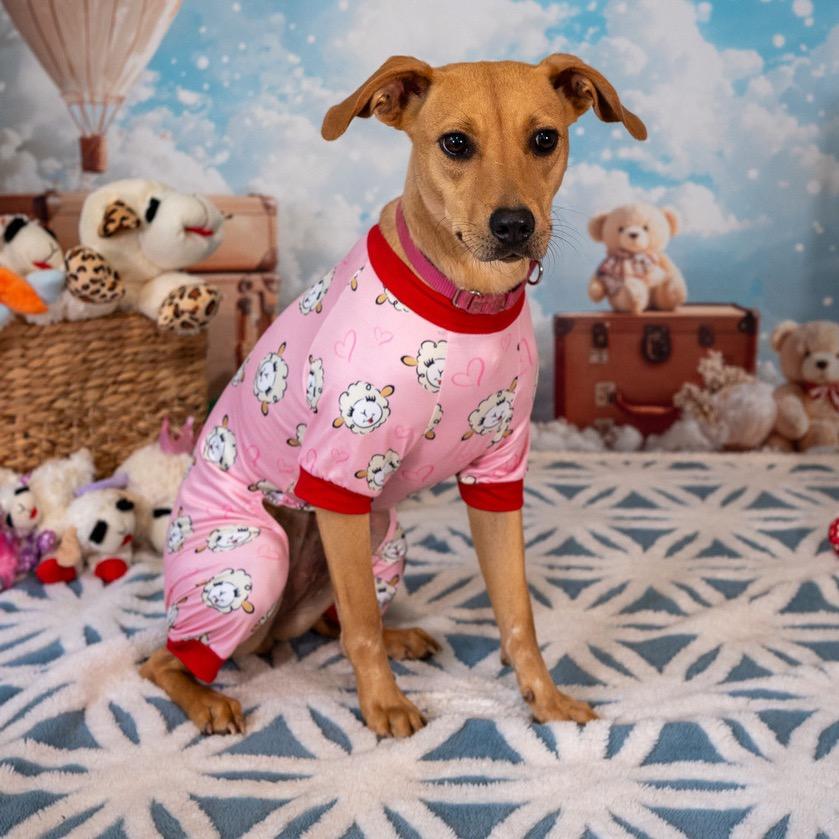 Macie, Adoptable, Adult Female Foxhound & Mixed Breed.