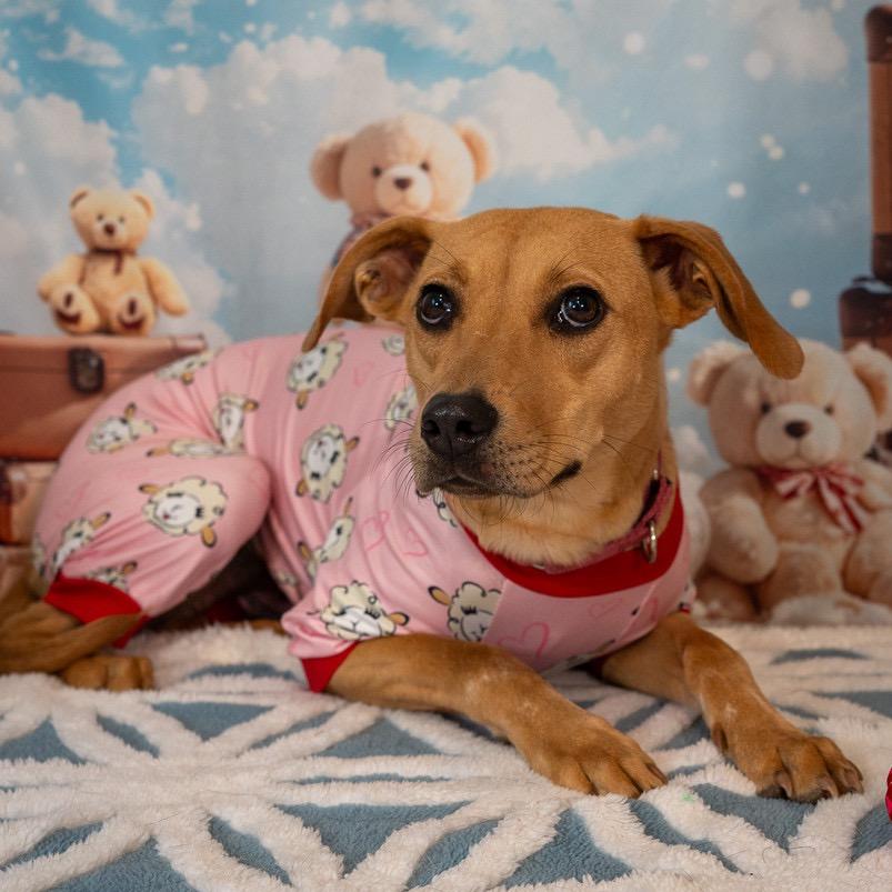 Enlarge Macie, a Adoptable mixed breed in Aberdeen, NC image 2/6