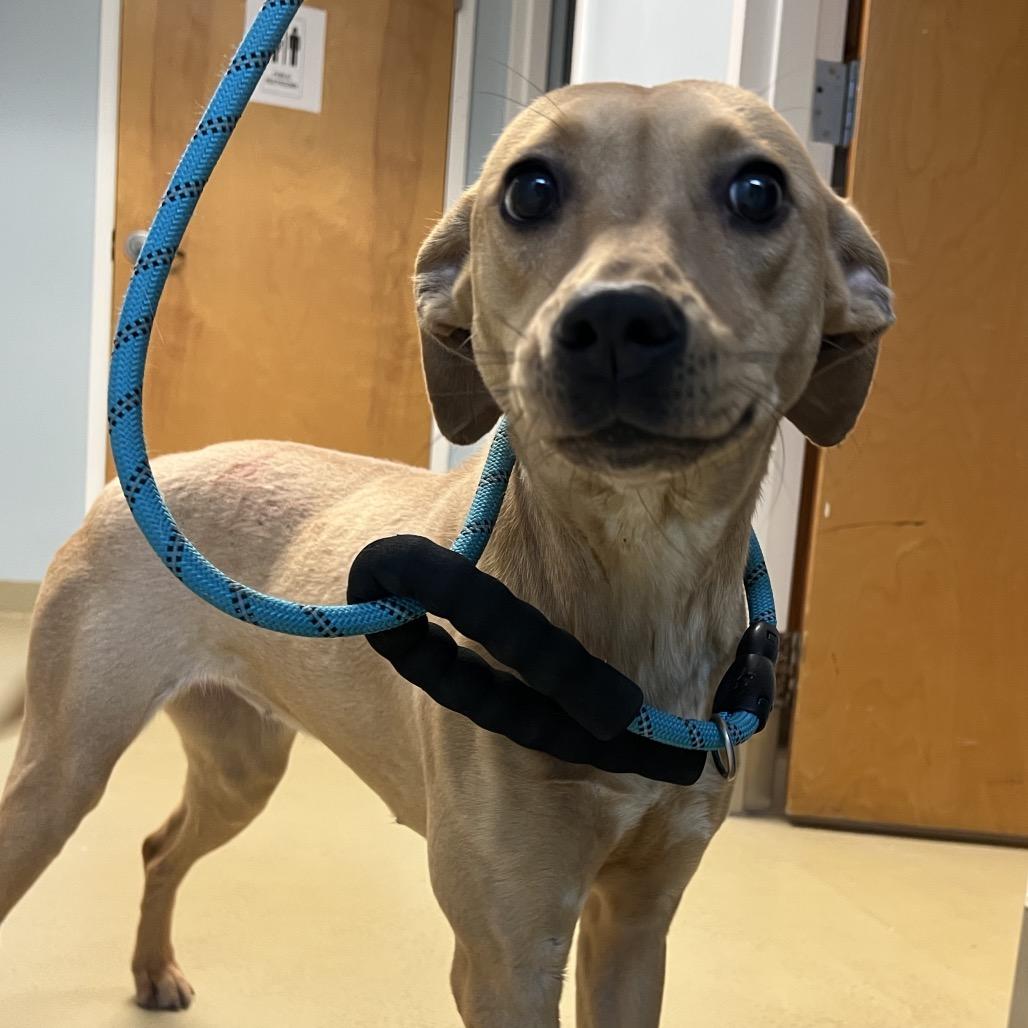 Enlarge Macie, a Adoptable mixed breed in Aberdeen, NC image 3/6