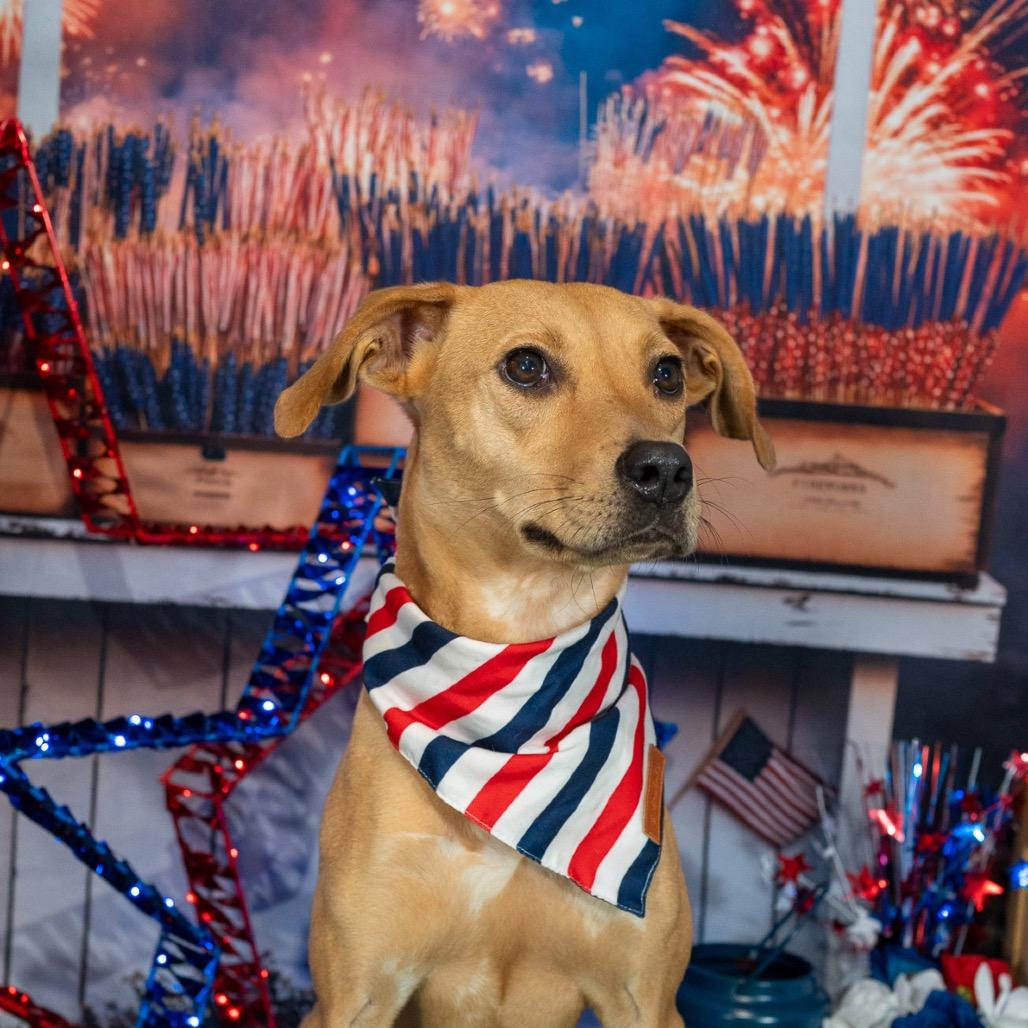 Enlarge Macie, a Adoptable mixed breed in Aberdeen, NC image 4/6