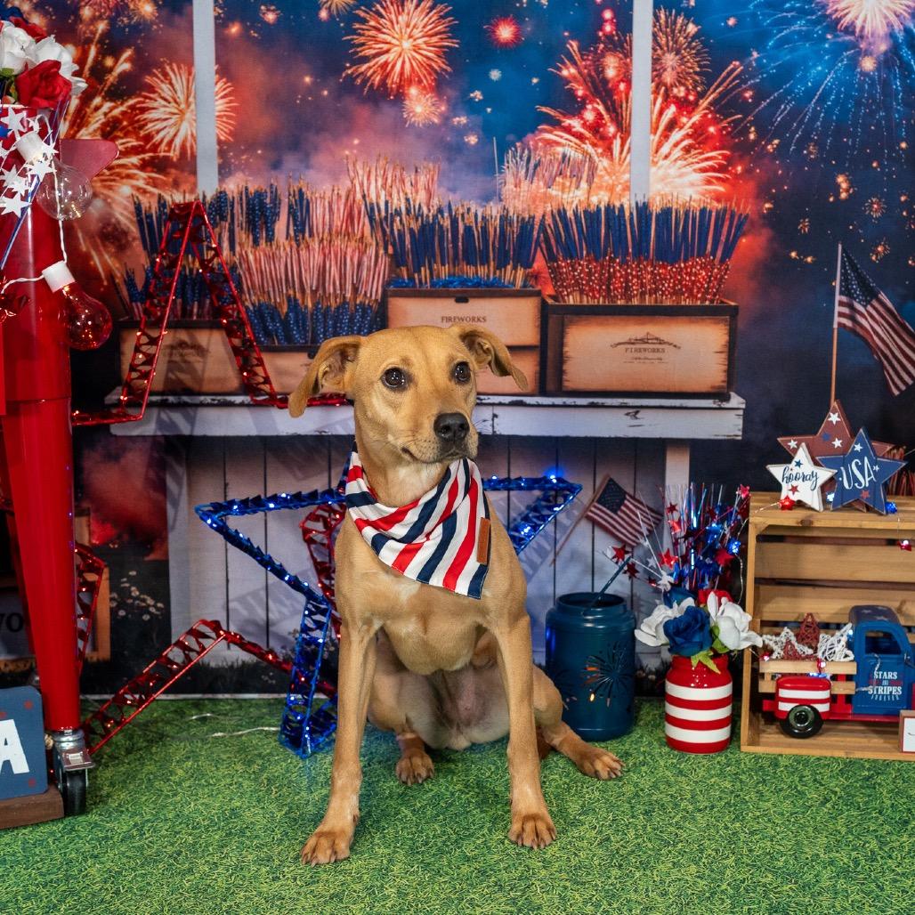 Enlarge Macie, a Adoptable mixed breed in Aberdeen, NC image 6/6