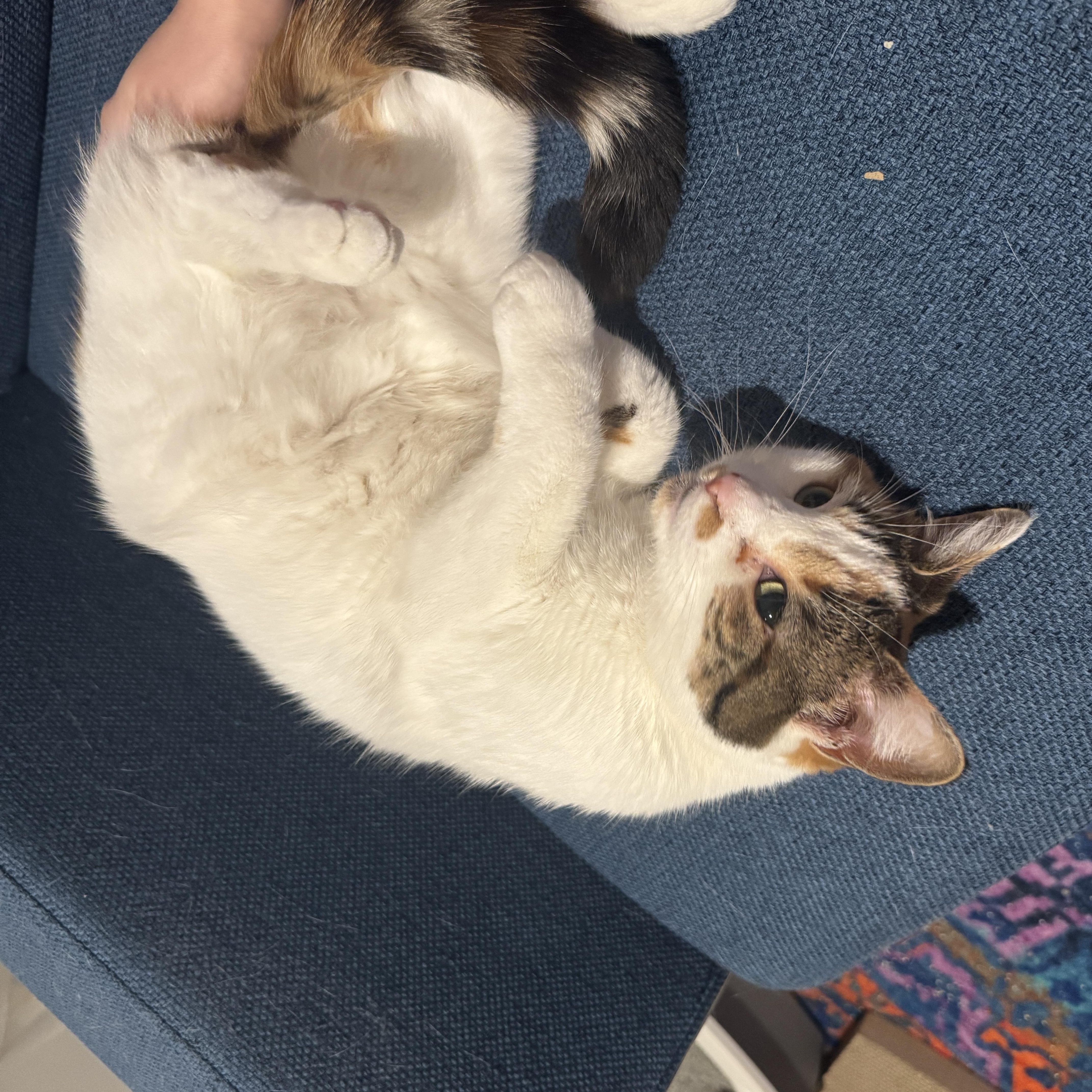 Enlarge Fern, an adoptable Domestic Short Hair in Royal Oak, MI image 5/5