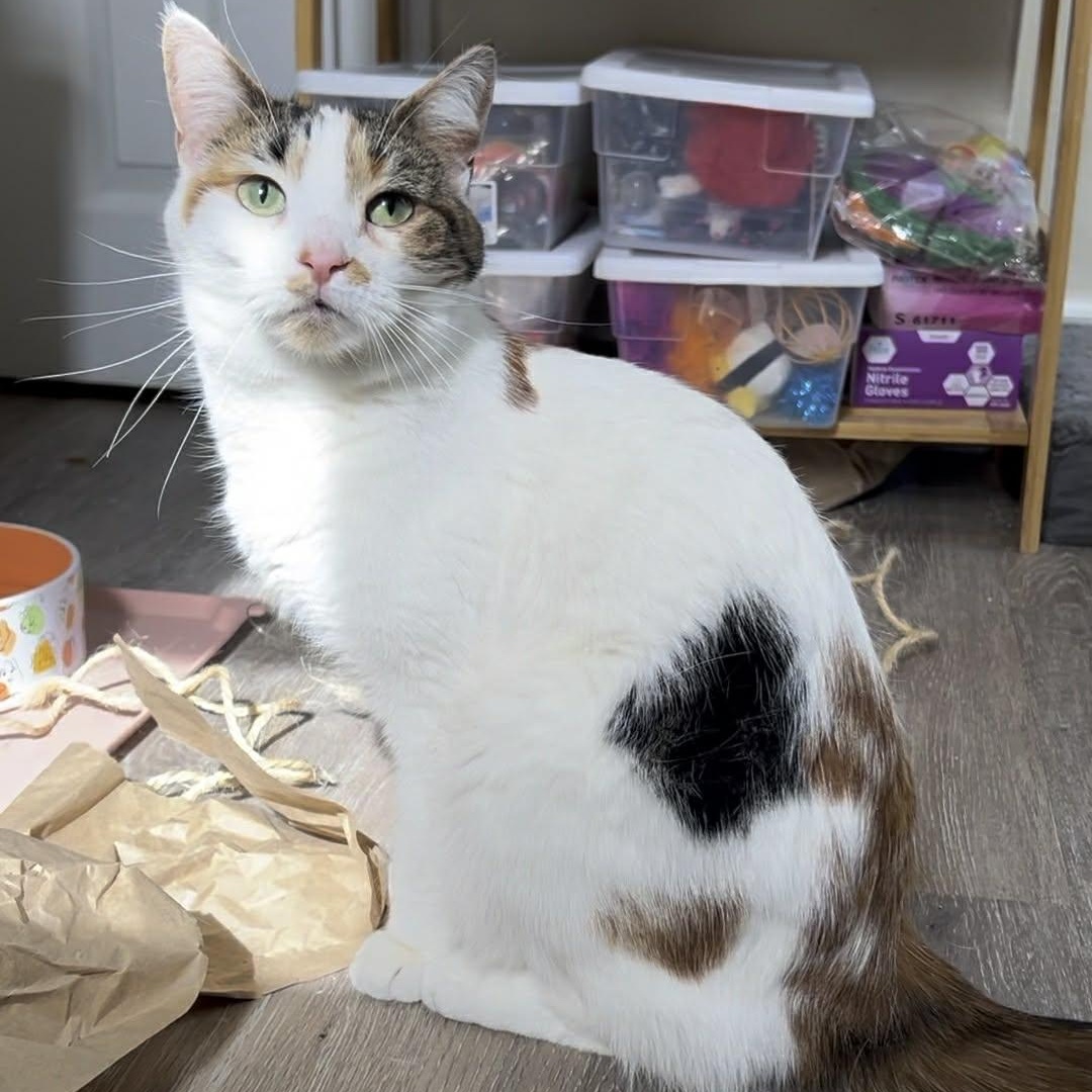 Fern, adoptable, Young Female Domestic Short Hair.