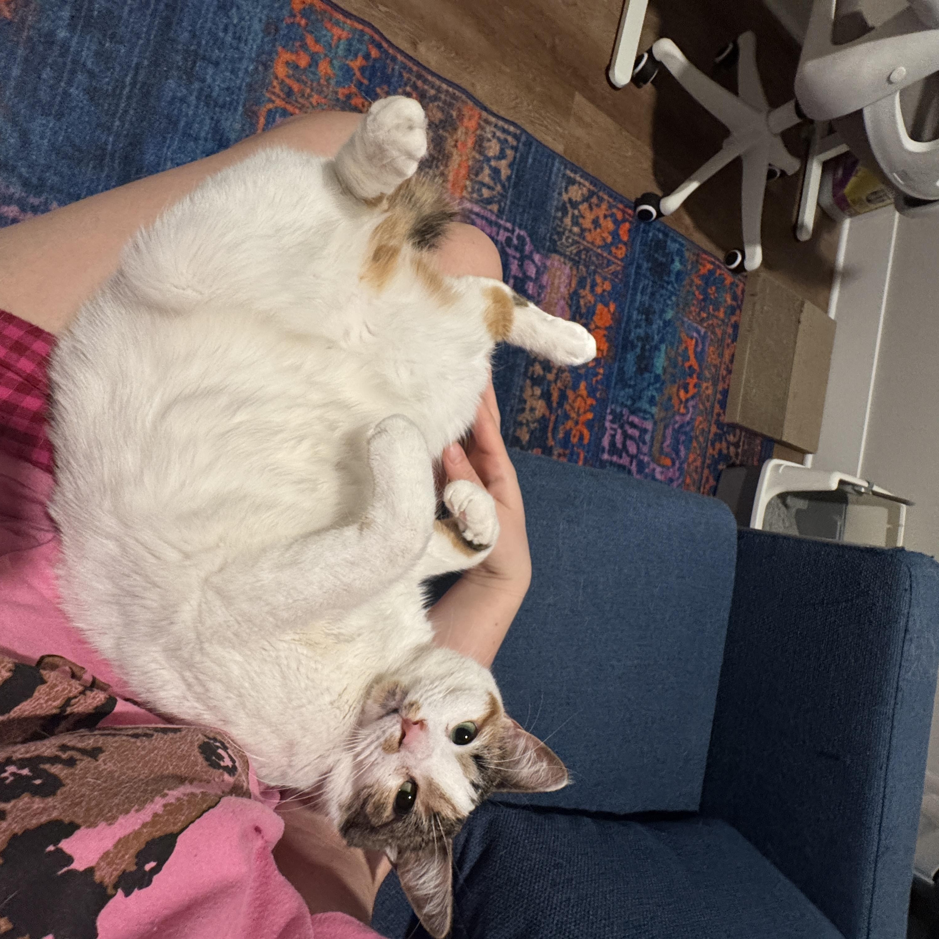 Enlarge Fern, an adoptable Domestic Short Hair in Royal Oak, MI image 3/5