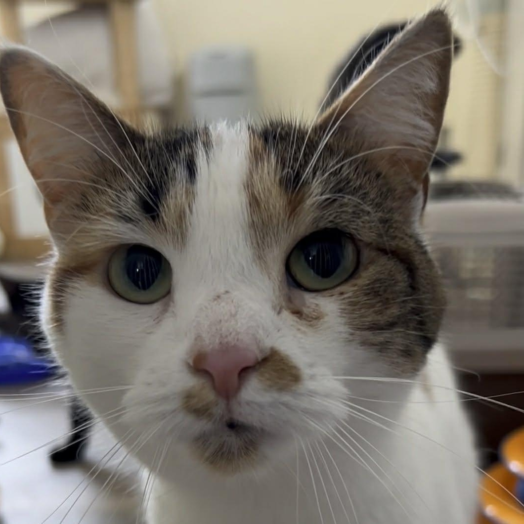 Enlarge Fern, an adoptable Domestic Short Hair in Royal Oak, MI image 2/5