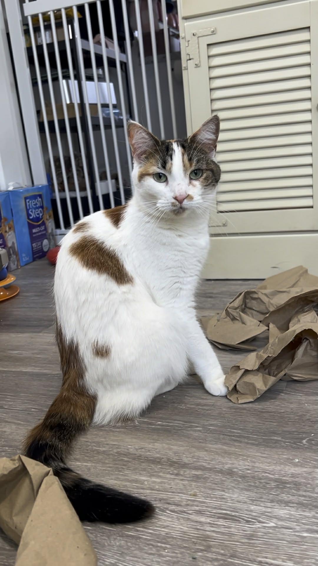 Enlarge Fern, an adoptable Domestic Short Hair in Royal Oak, MI image 4/5