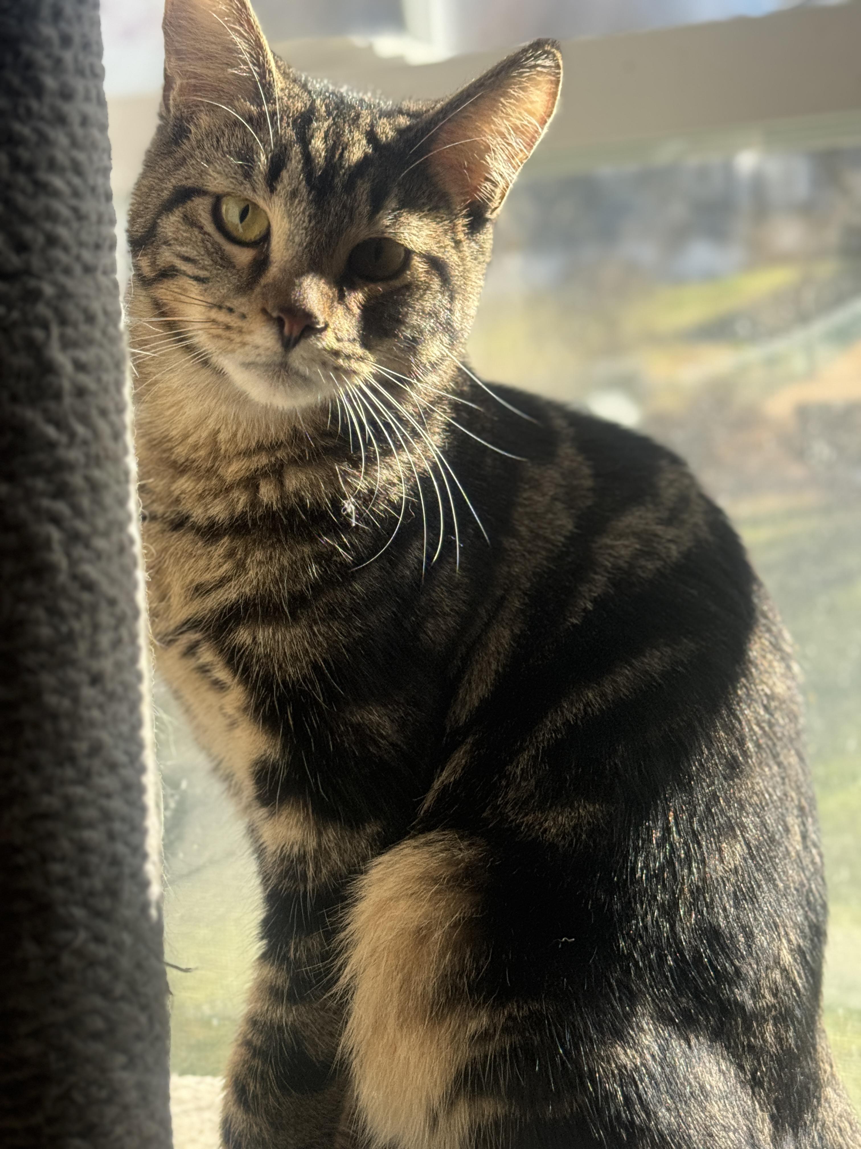 Benny, Adoptable, Kitten Male American Shorthair & Tabby.