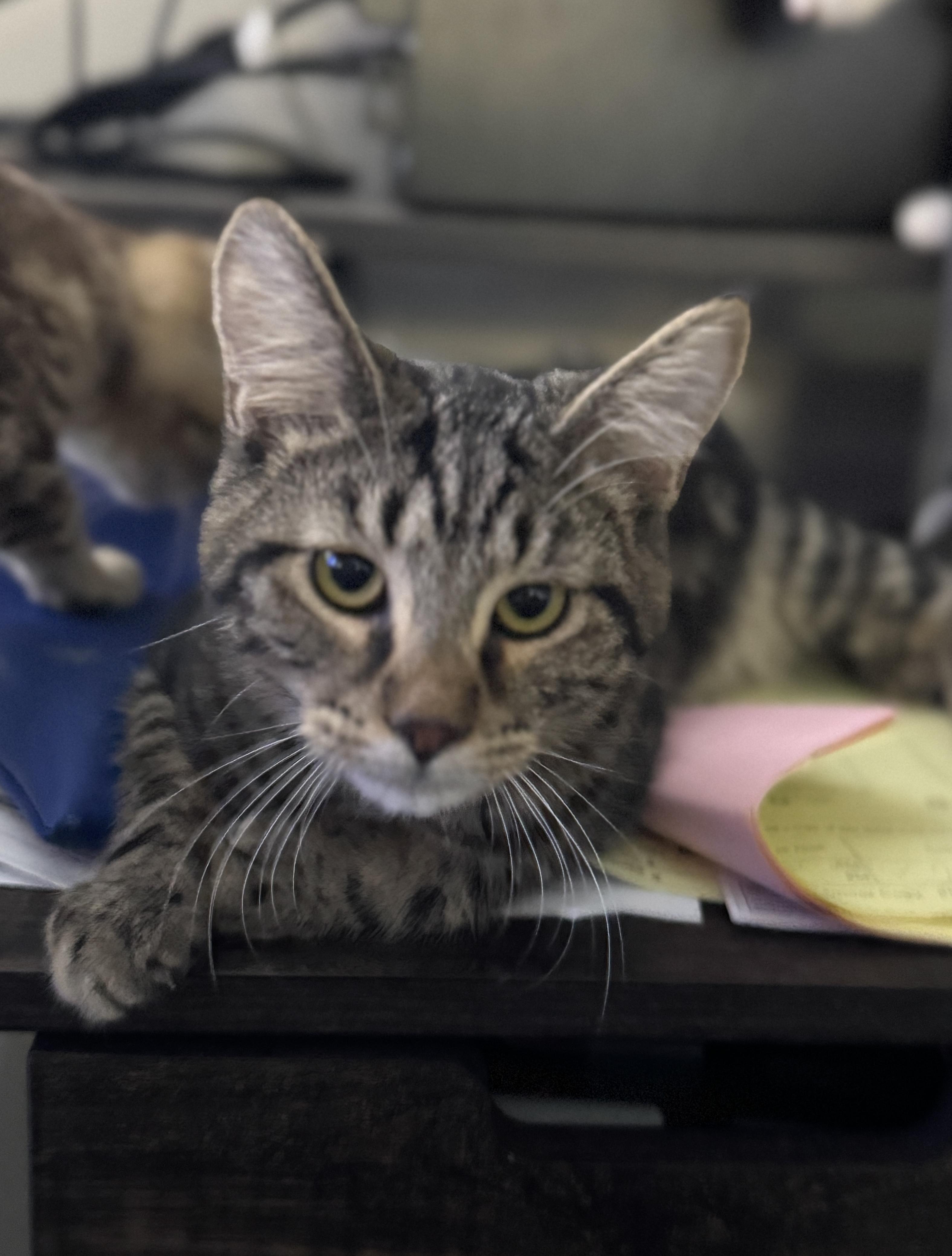 Enlarge Benny, a Adoptable mixed breed in Massillon, OH image 2/3