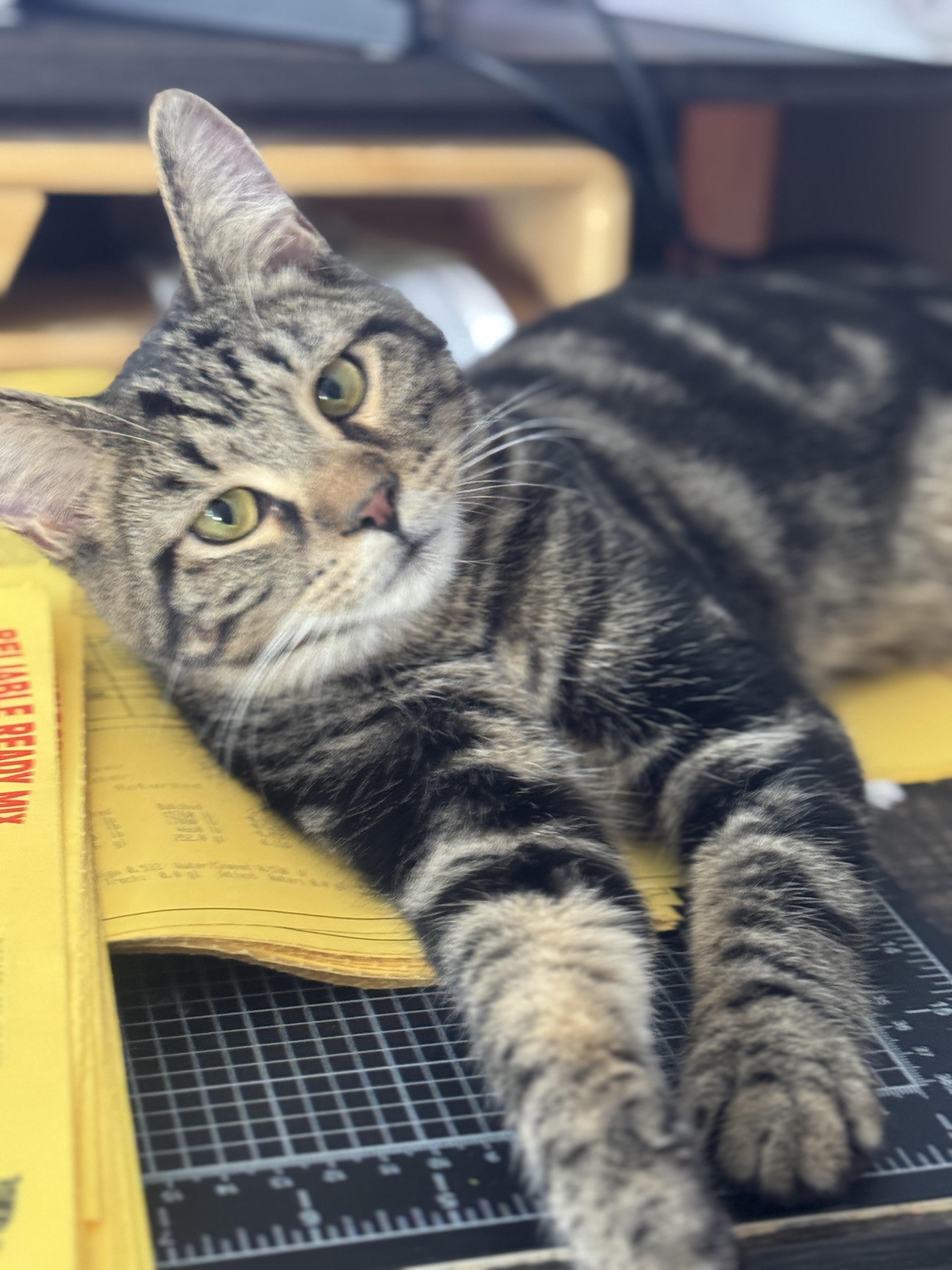 Enlarge Benny, a Adoptable mixed breed in Massillon, OH image 3/3