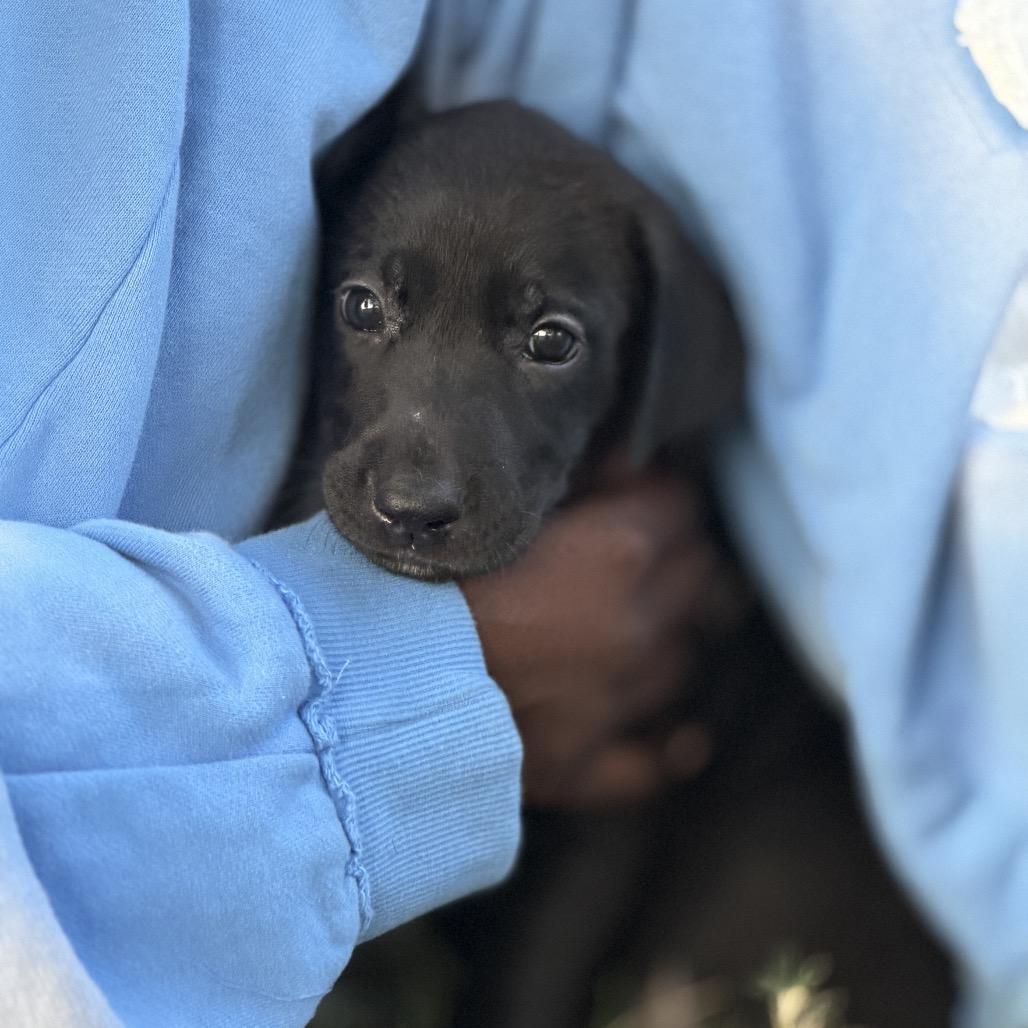 Enlarge Frieda, a Adoptable mixed breed in Goodlettsville, TN image 2/6