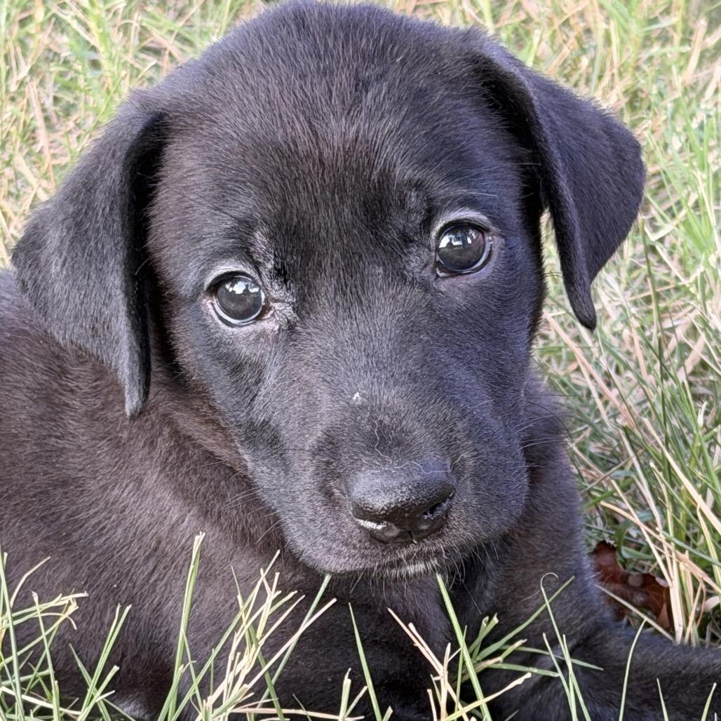 Enlarge Frieda, a Adoptable mixed breed in Goodlettsville, TN image 3/6
