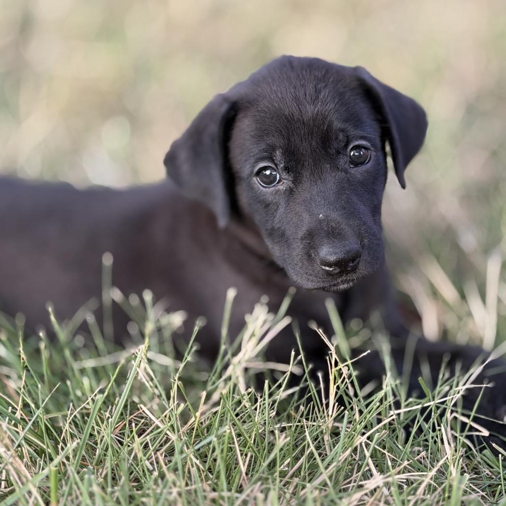 Enlarge Frieda, a Adoptable mixed breed in Goodlettsville, TN image 4/6