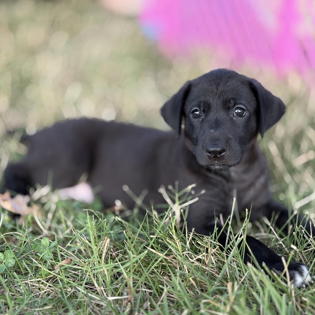 Enlarge Frieda, a Adoptable mixed breed in Goodlettsville, TN image 5/6