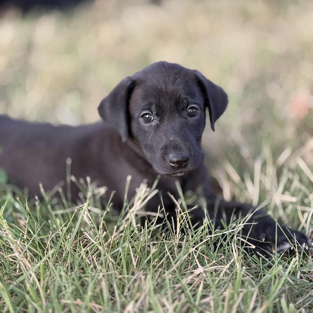 Enlarge Frieda, a Adoptable mixed breed in Goodlettsville, TN image 6/6