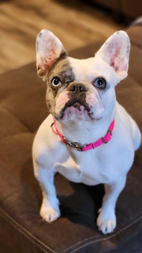 Cleo, a Adoptable mixed breed in Rocklin, CA image 2/4