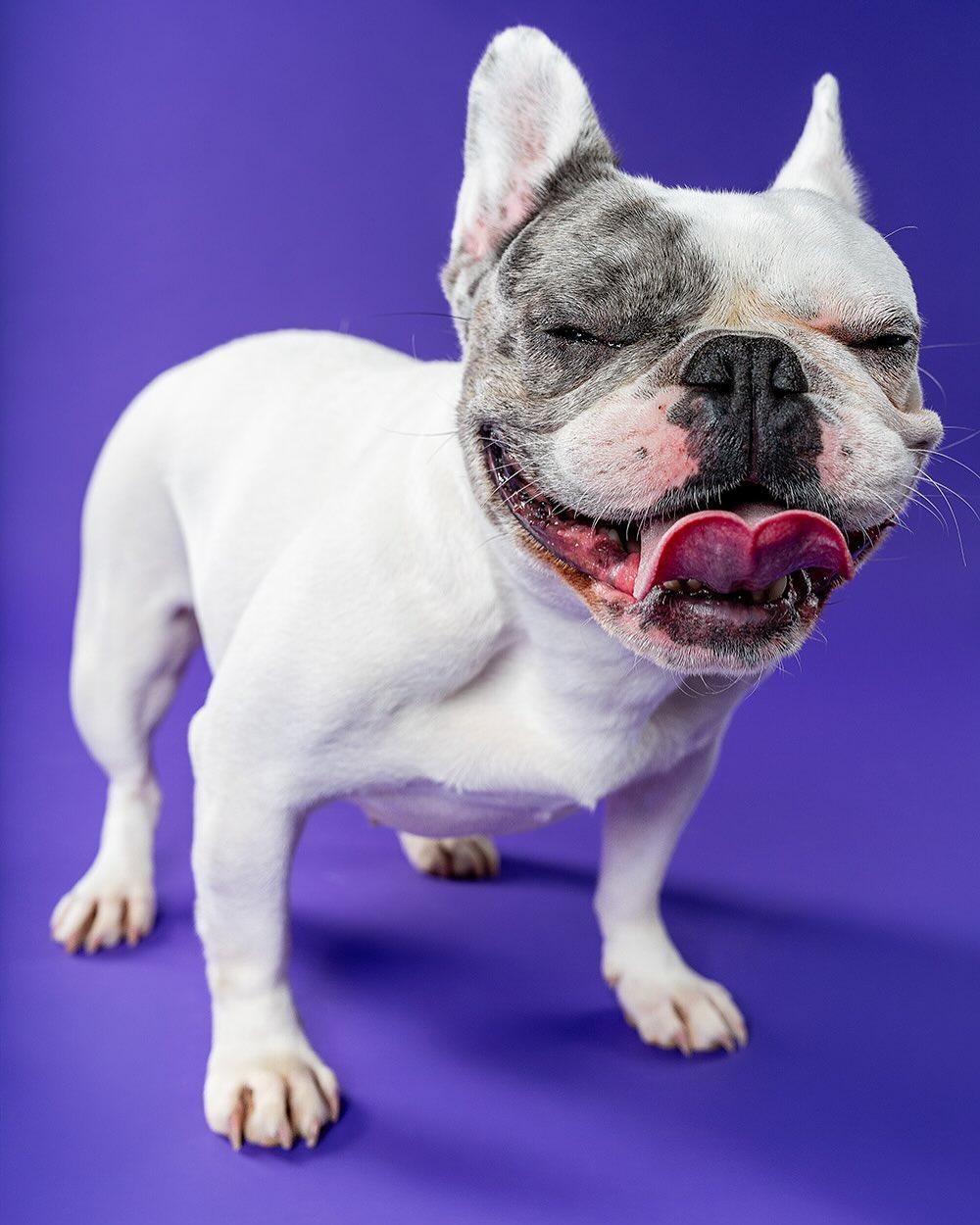 Cleo, a Adoptable mixed breed in Rocklin, CA image 4/4