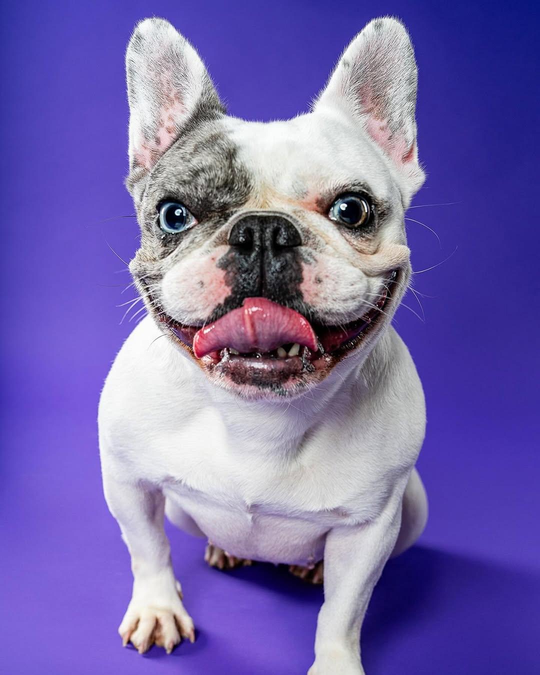 Cleo, a Adoptable mixed breed in Rocklin, CA image 3/4