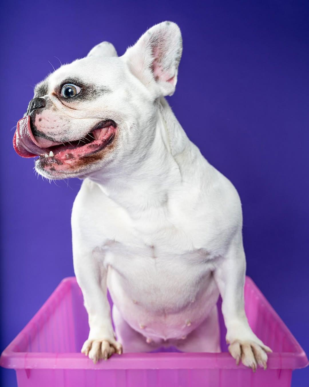 Cleo, Adoptable, Adult Female French Bulldog.