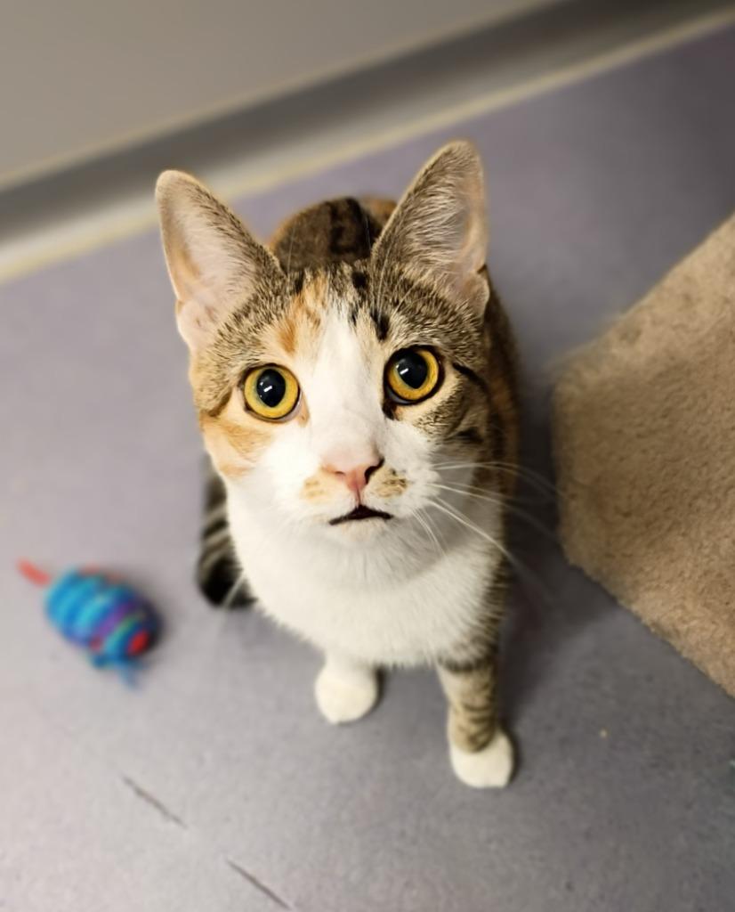 Enlarge Nikki, a Adoptable mixed breed in Rockford, IL image 2/2