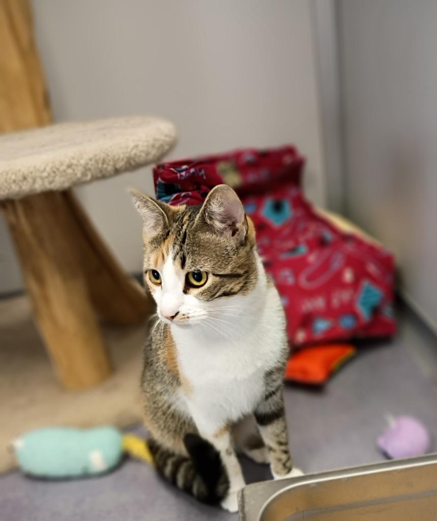 Nikki, Adoptable, Young Female Domestic Short Hair.
