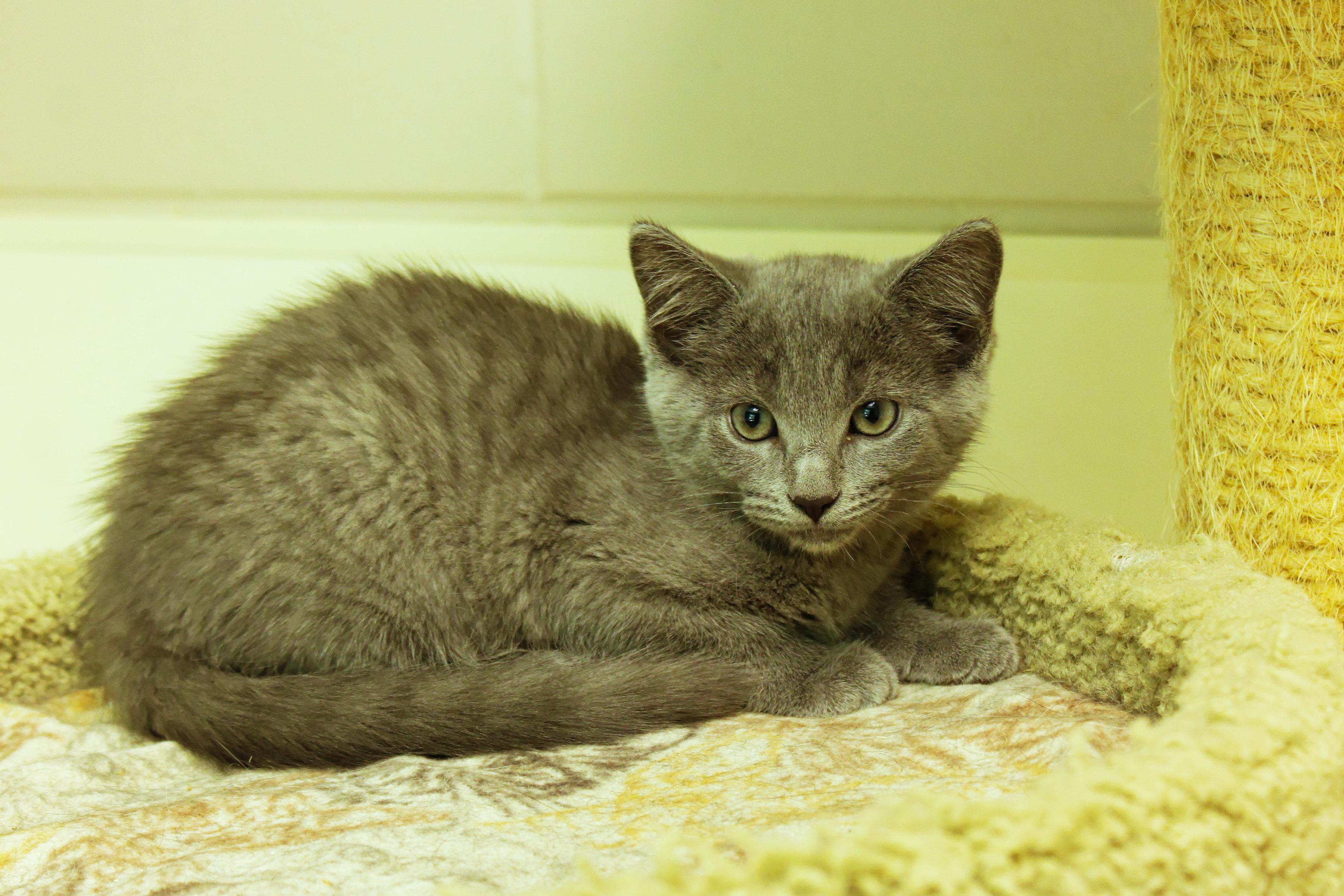 Enlarge Demi, a ADOPTABLE mixed breed in Urbana, OH image 2/6