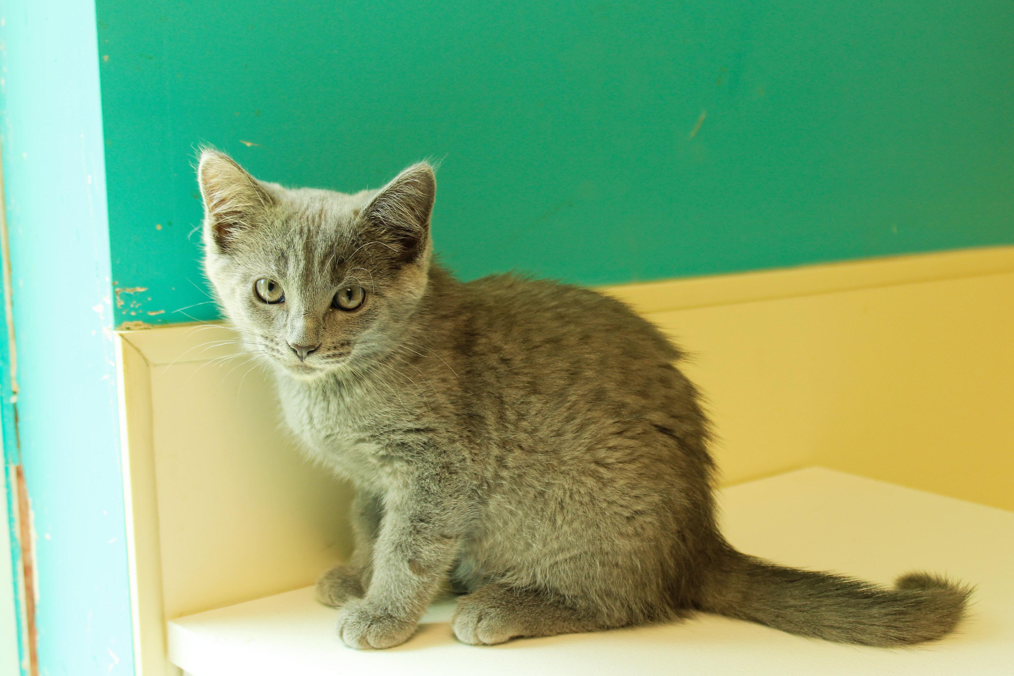 Enlarge Demi, a ADOPTABLE mixed breed in Urbana, OH image 4/6