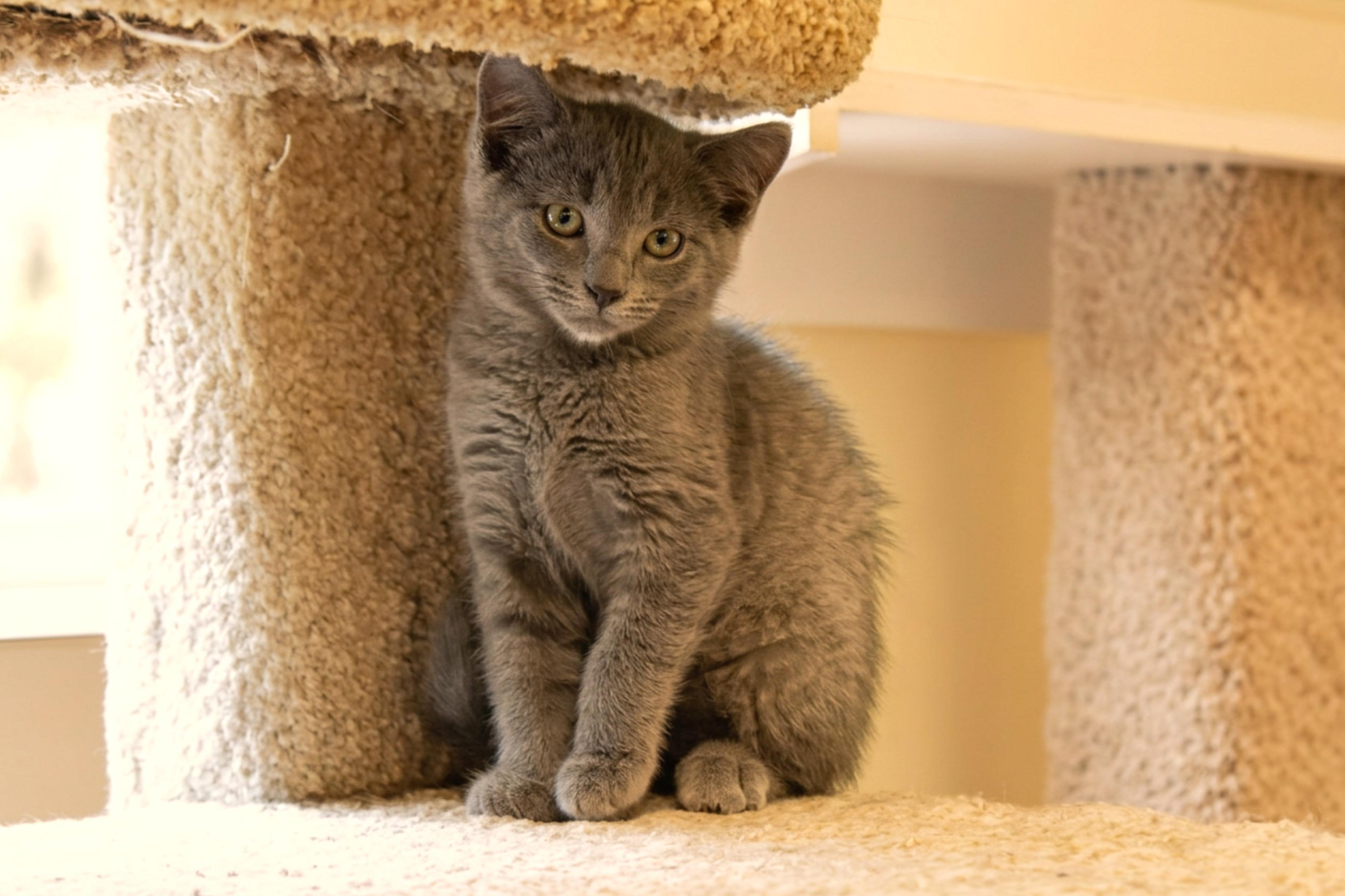 Enlarge Demi, a ADOPTABLE mixed breed in Urbana, OH image 3/6