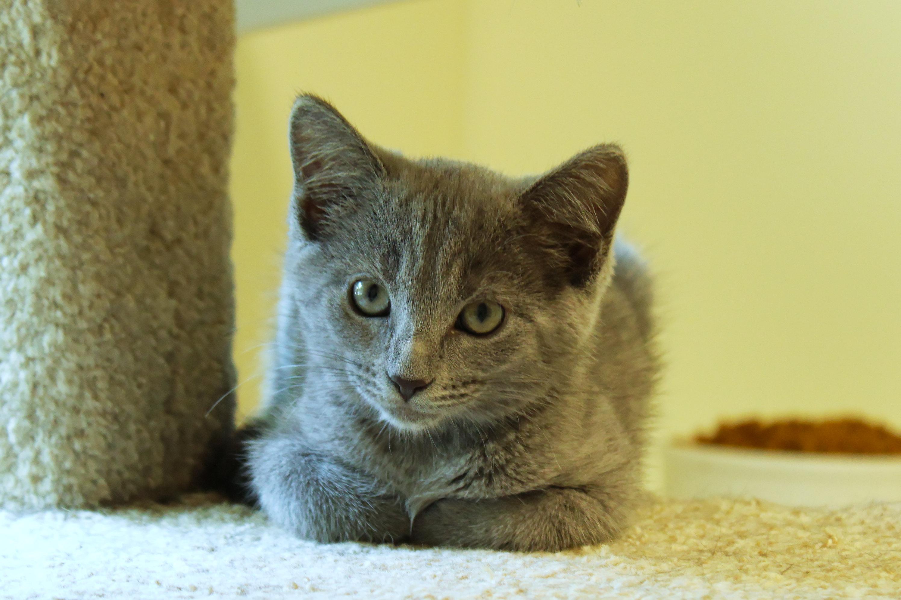 Enlarge Demi, a ADOPTABLE mixed breed in Urbana, OH image 5/6