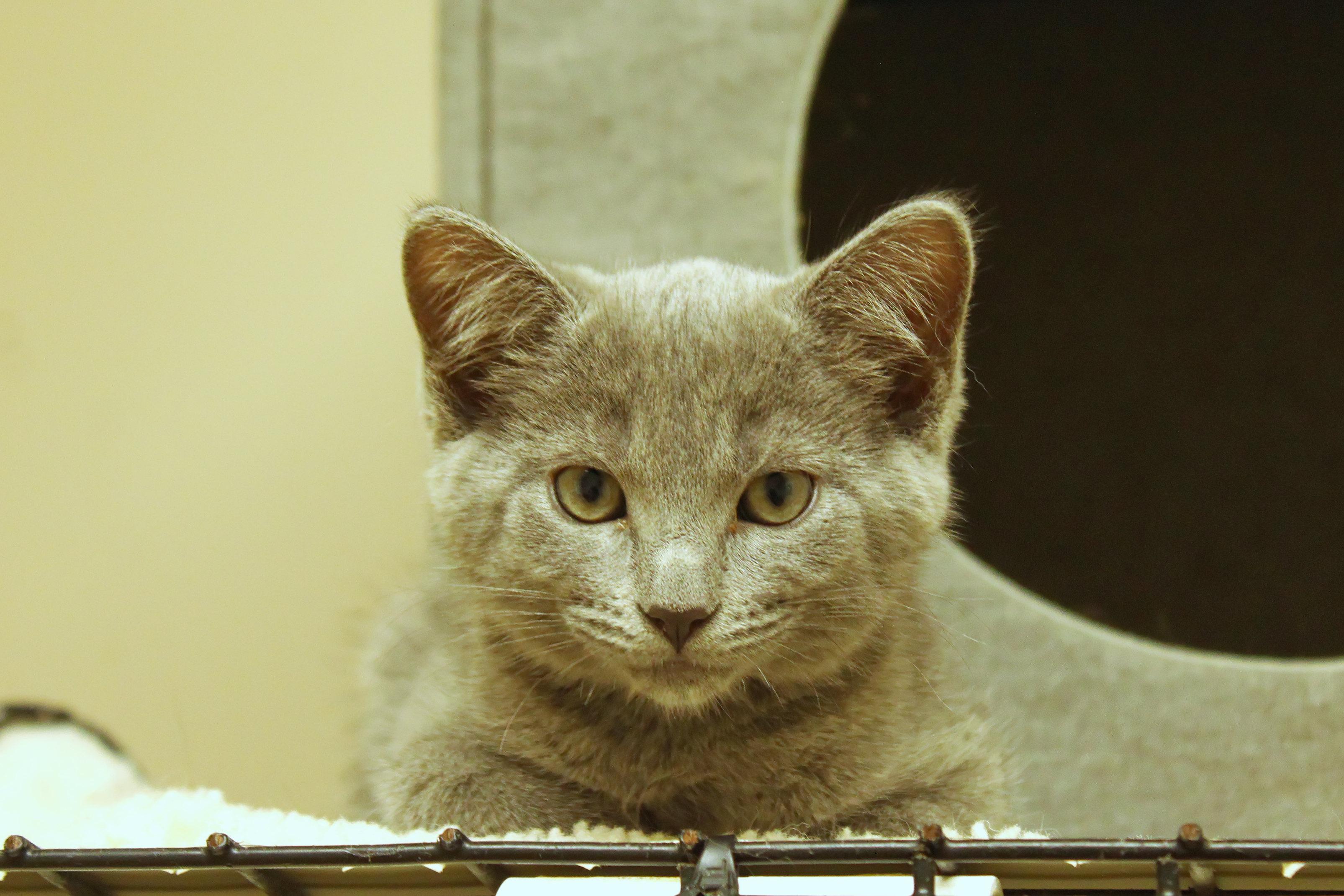 Enlarge Demi, a ADOPTABLE mixed breed in Urbana, OH image 6/6