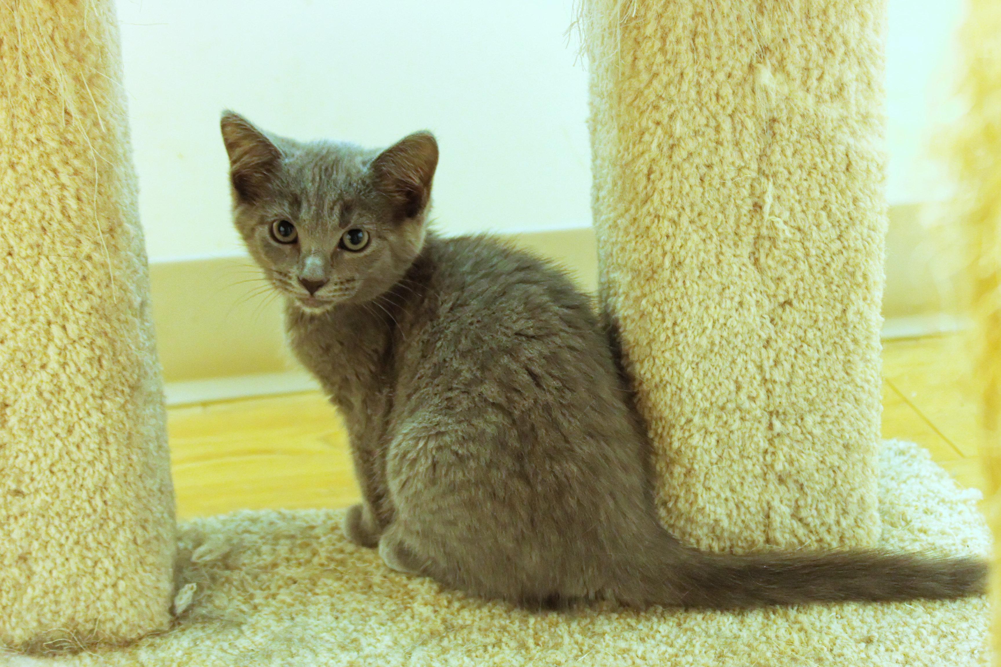 Enlarge Demi, a ADOPTABLE mixed breed in Urbana, OH image 1/6