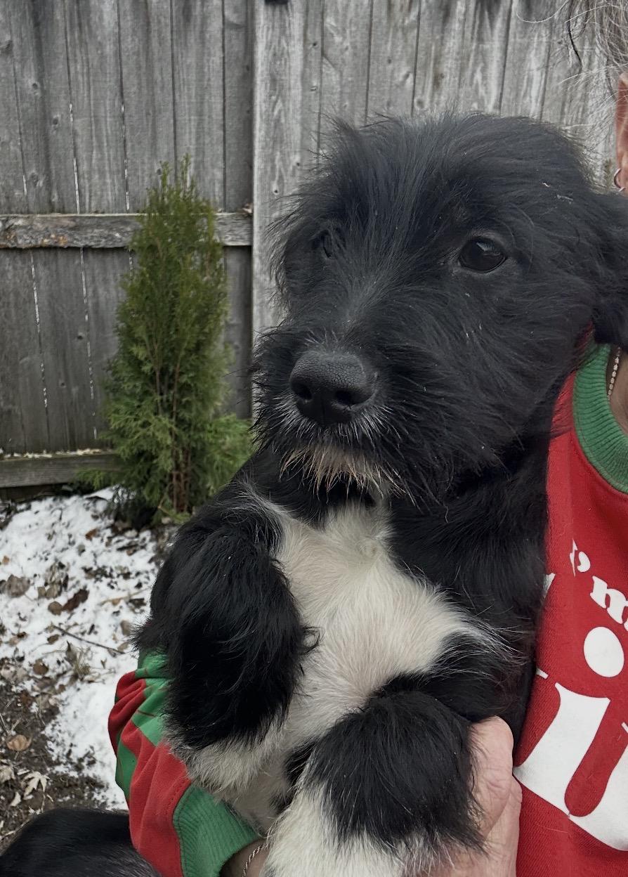 Enlarge Joy, a ADOPTABLE mixed breed in Arlington Heights, IL image 3/3