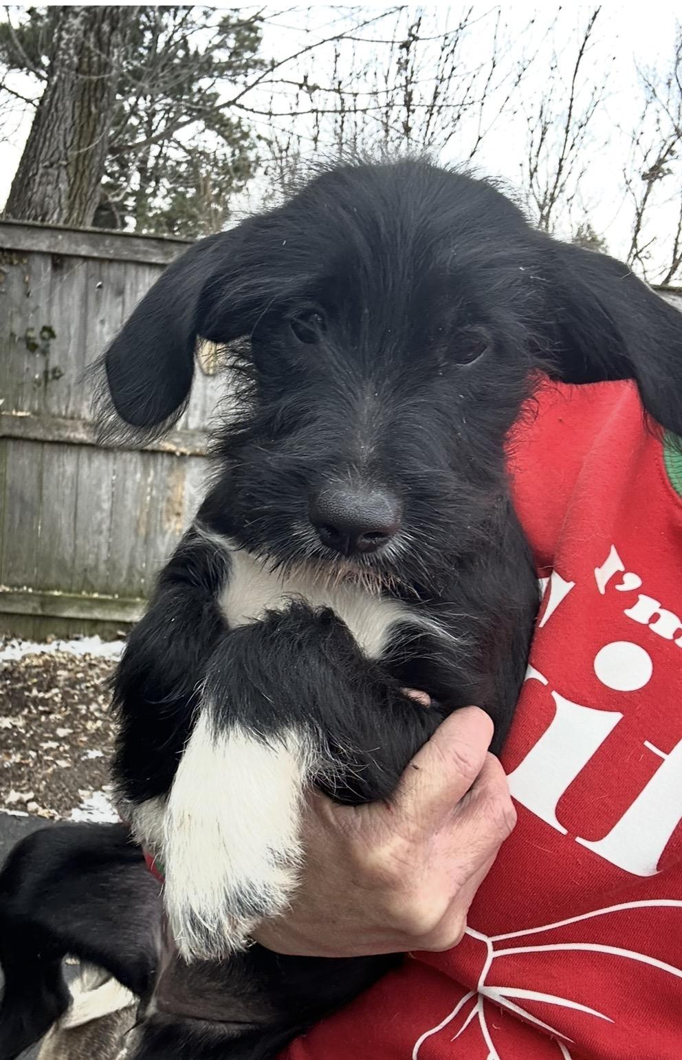 Enlarge Joy, a ADOPTABLE mixed breed in Arlington Heights, IL image 1/3