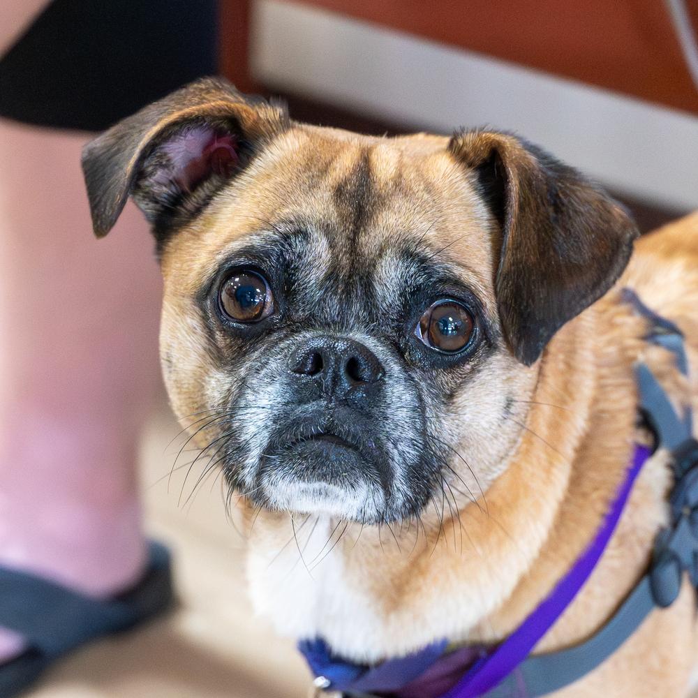Mimi, Adoptable, Adult Female Pug & Beagle.
