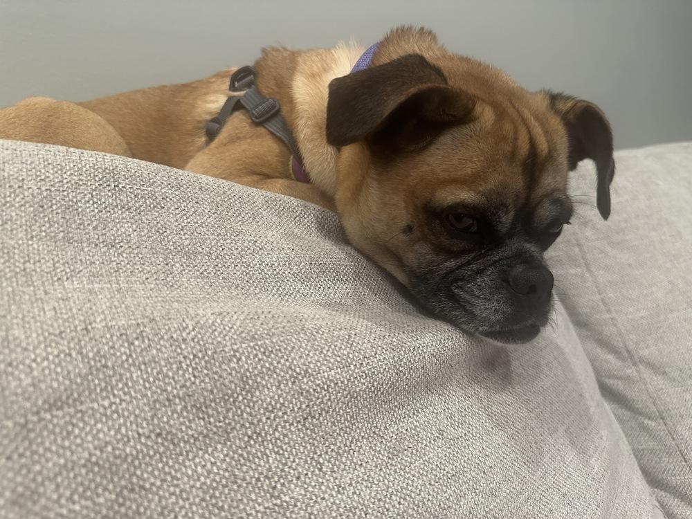 Mimi, a Adoptable mixed breed in Mundelein, IL image 2/6