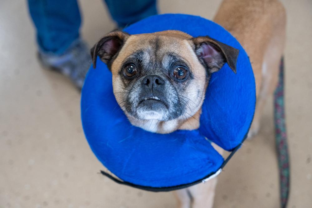 Mimi, a Adoptable mixed breed in Mundelein, IL image 3/6