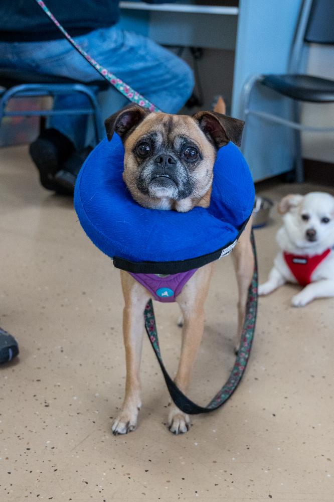 Mimi, a Adoptable mixed breed in Mundelein, IL image 4/6