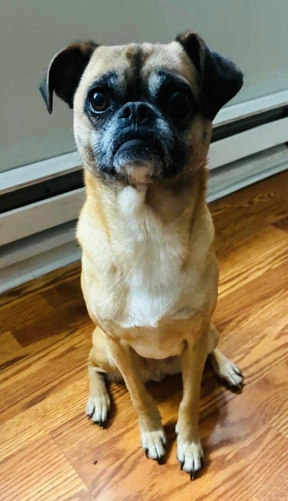 Mimi, a Adoptable mixed breed in Mundelein, IL image 5/6