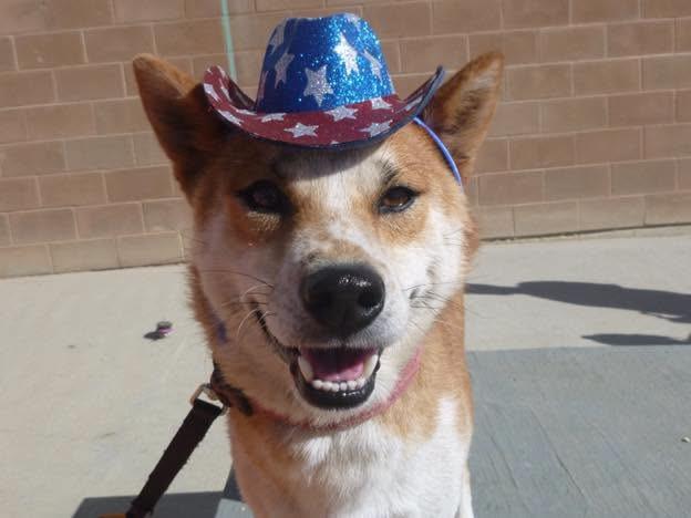 Miso- Caged To Saved Graduate July 29th, a ADOPTABLE Shiba Inu in Rawlins, WY image 1/2