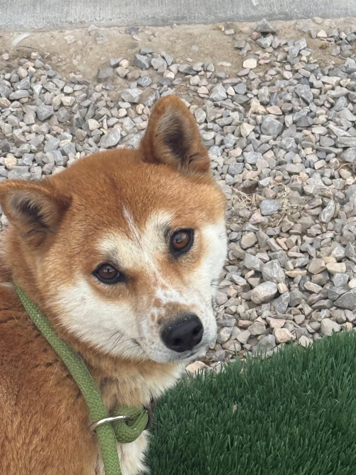 Miso- Caged To Saved Graduate July 29th, a ADOPTABLE Shiba Inu in Rawlins, WY image 2/2