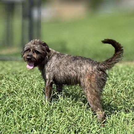 Enlarge Wally, a ADOPTABLE mixed breed in Lebanon, TN image 2/5