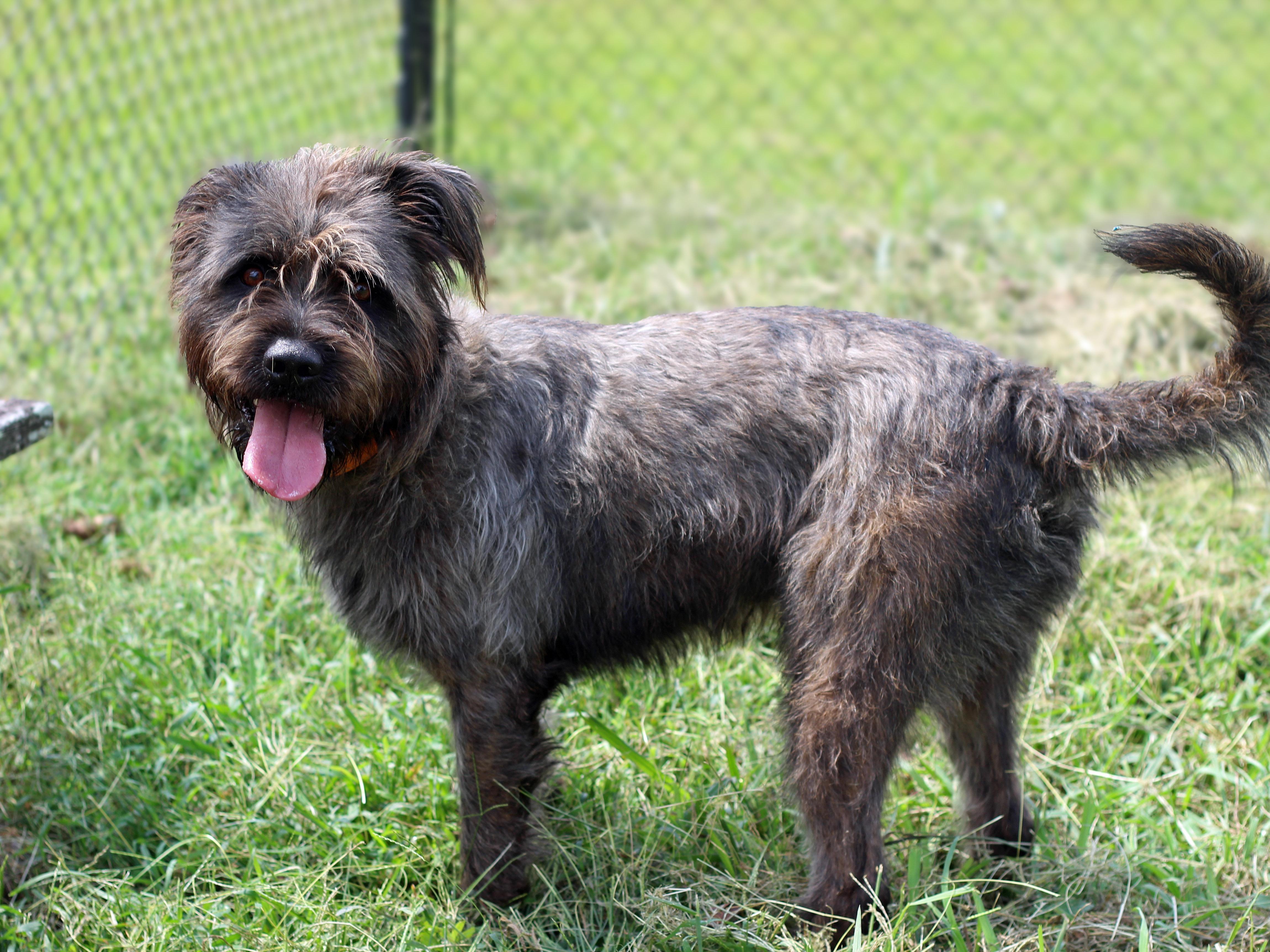 Enlarge Wally, a Adoptable mixed breed in Lebanon, TN image 4/6