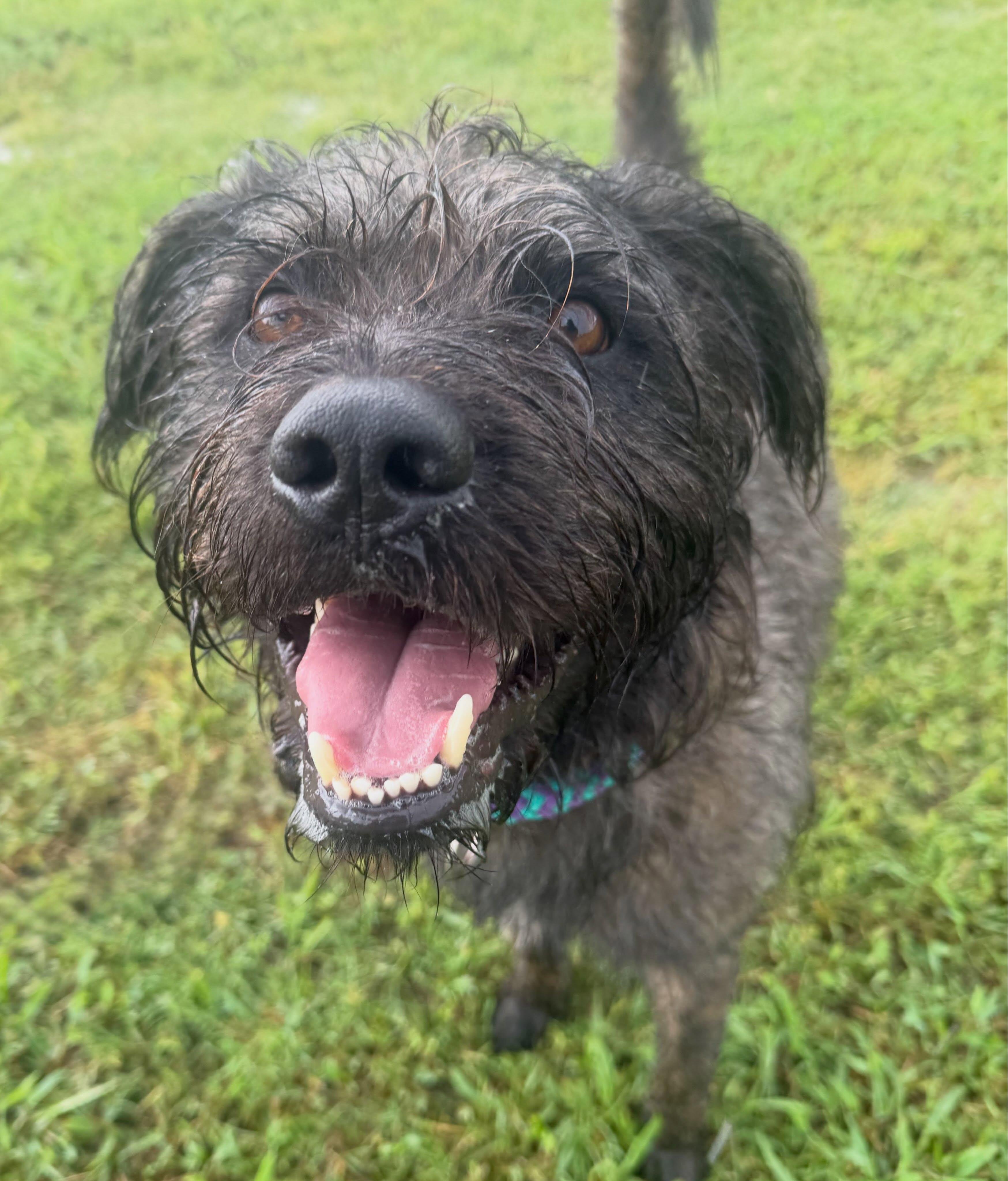 Enlarge Wally, a ADOPTABLE mixed breed in Lebanon, TN image 5/5