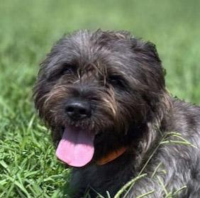 Enlarge Wally, a ADOPTABLE mixed breed in Lebanon, TN image 1/5