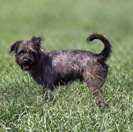 Enlarge Wally, a ADOPTABLE mixed breed in Lebanon, TN image 4/5