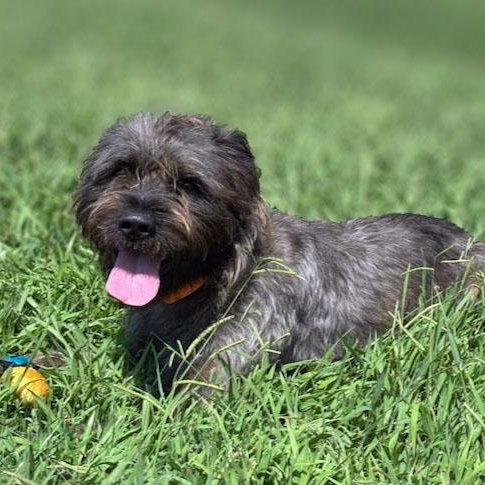 Enlarge Wally, a ADOPTABLE mixed breed in Lebanon, TN image 3/5
