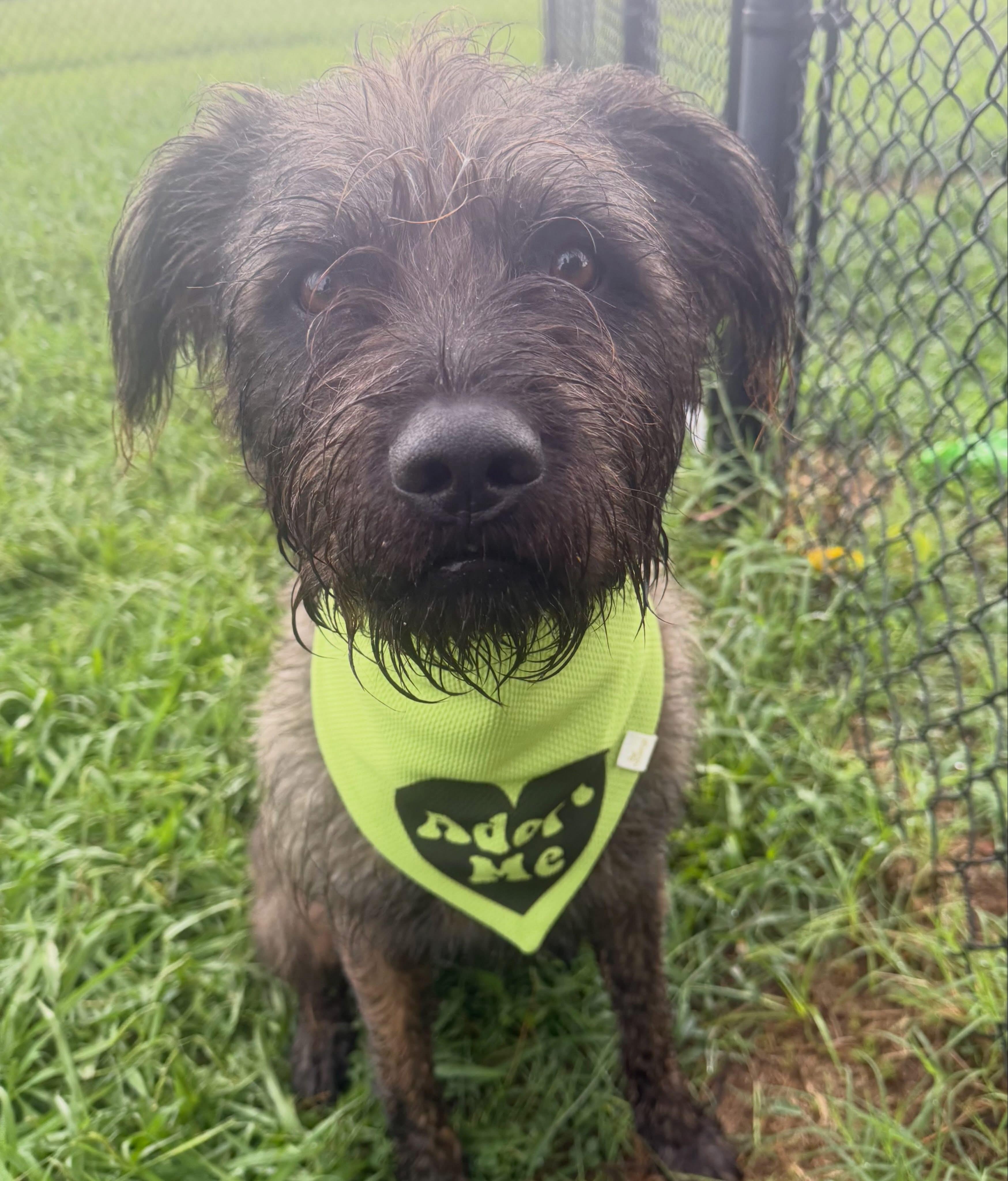 Wally, ADOPTABLE, Adult Male Schnauzer.