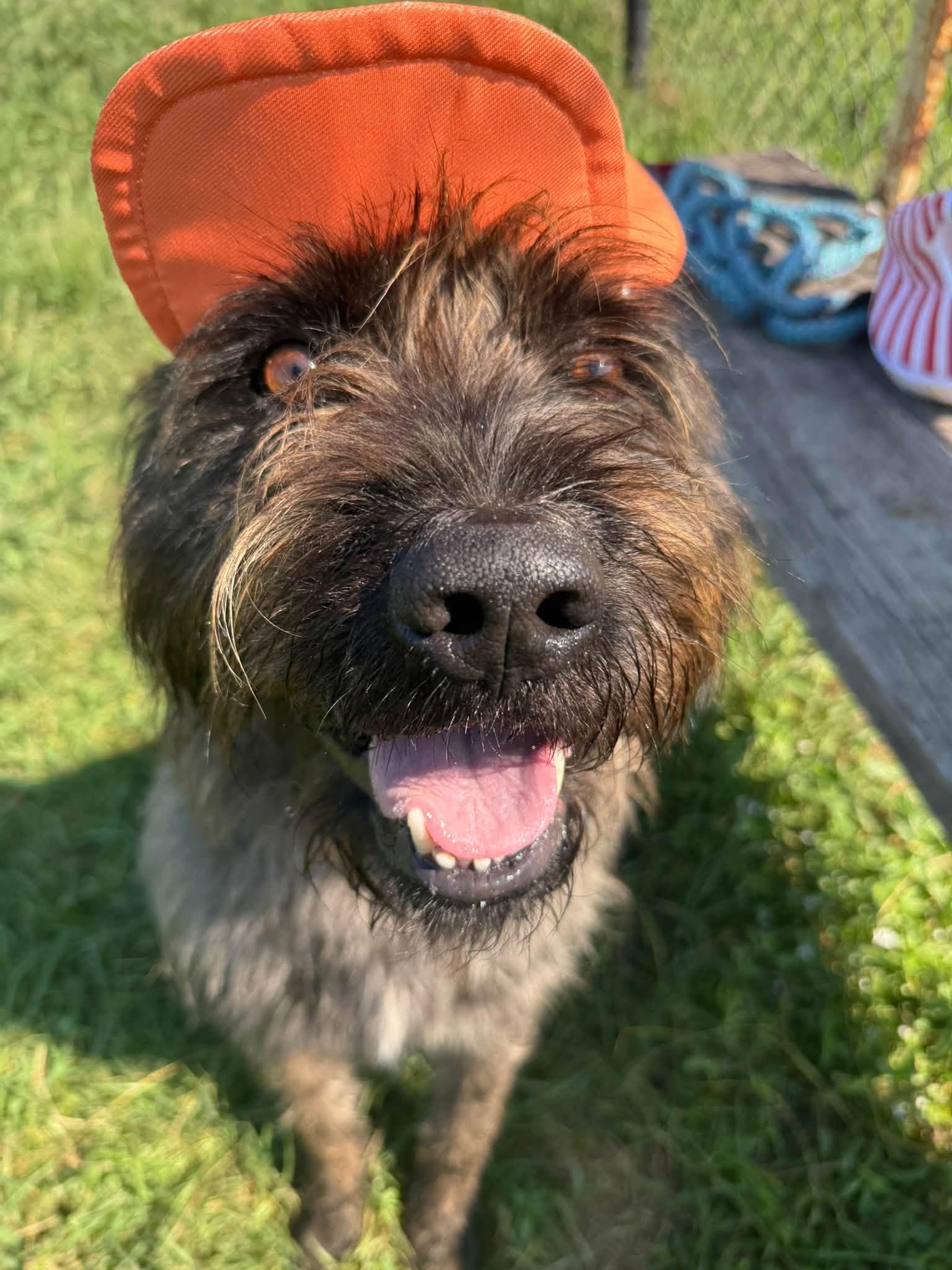 Enlarge Wally, a Adoptable mixed breed in Lebanon, TN image 2/6