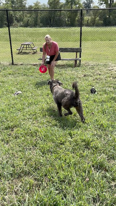 Enlarge Wally, a Adoptable mixed breed in Lebanon, TN video 6/6