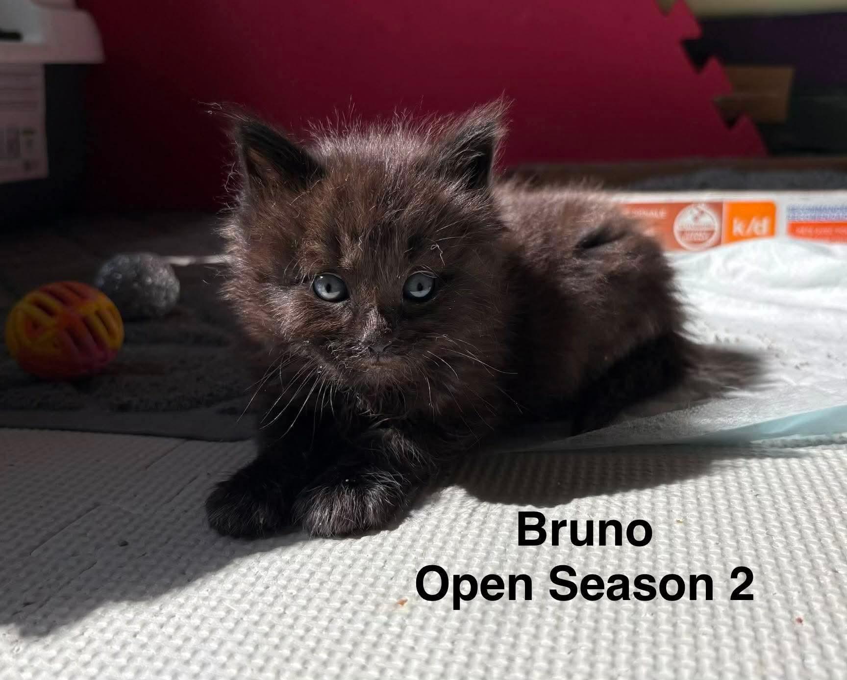 Bruno, ADOPTABLE, Kitten Male Domestic Long Hair.